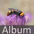 Album Wespenartige <!--hidden-->